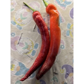Hot Pepper ‘Garden Salsa F2’ Seeds (Certified Organic)