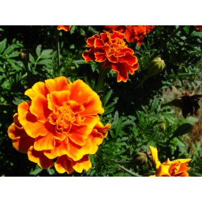 Marigold 'French Dwarf Double Mix' Seeds (Certified Organic)