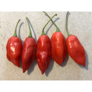 Hot Pepper 'Hot Paper Lantern' Seeds (Certified Organic)