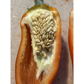 Hot Pepper 'Rattlesnake' Seeds (Certified Organic) 
