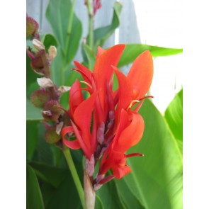Certified Organic Red-Flowering Green-Leaf Canna Lily Bulbs
