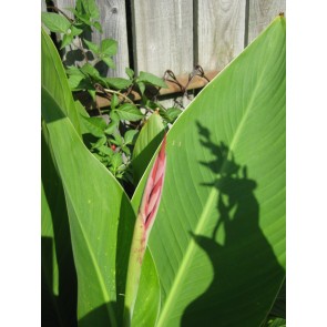 Canna 'Indian Shot' Seeds (Certified Organic)