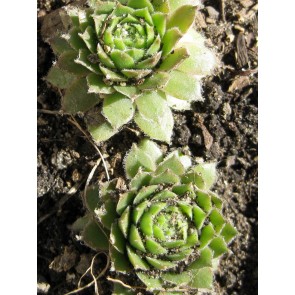 Hens and Chicks Mix Seeds (Certified Organic)