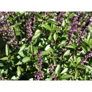 Basil 'Thai' Seeds (Certified Organic)