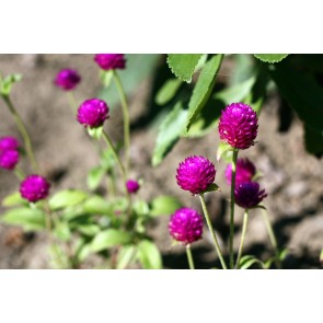 Globe Amaranth 'Las Vegas Purple'