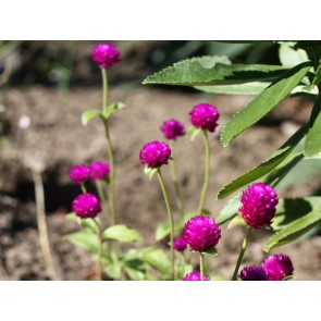 Globe Amaranth 'Las Vegas Purple' Seeds (Certified Organic)