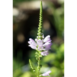 Obedient Plant Seeds (Certified Organic)