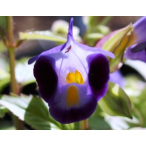 Wishbone Flower 'Clown Blue' Seeds (Certified Organic)