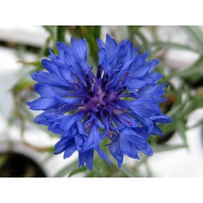 Bachelor's Button 'Blue Boy'