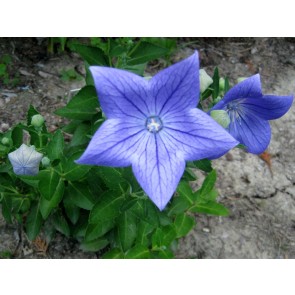 Balloon Flower 'Sentimental Blue' 