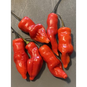 Hot Pepper ‘Sugar Rush Red’ Seeds (Certified Organic)