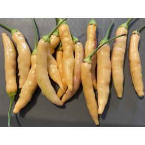 Hot Pepper ‘Dedo De Moca Peach' Seeds (Certified Organic)