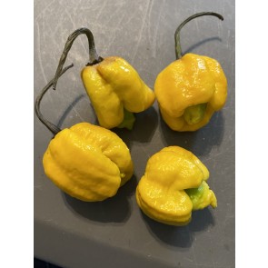 Hot Pepper ‘Yellow Scorpion x Reaper' Seeds (Certified Organic)