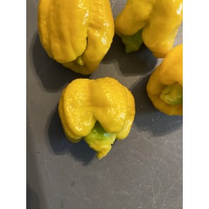 Hot Pepper ‘Yellow Scorpion x Reaper' Seeds (Certified Organic)