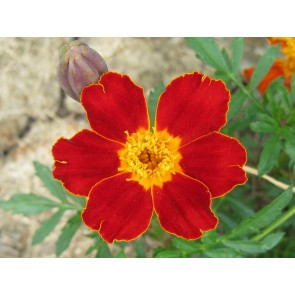 Marigold 'Scarlet Starlet'