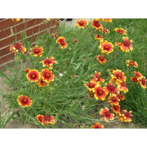 Blanket Flower Seeds (Certified Organic)