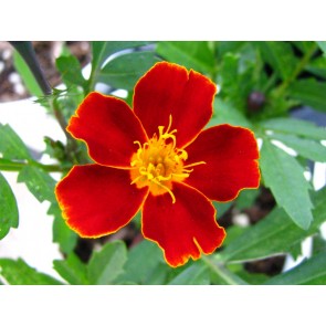 Marigold 'Scarlet Starlet' Seeds (Certified Organic)