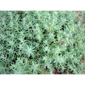 Sedum 'Blue Spruce' Seeds (Certified Organic)