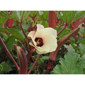 Okra 'Jing Orange' Seeds (Certified Organic)