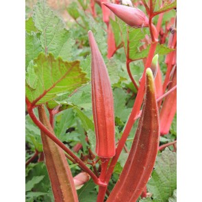 Okra 'Jing Orange' Seeds (Certified Organic)