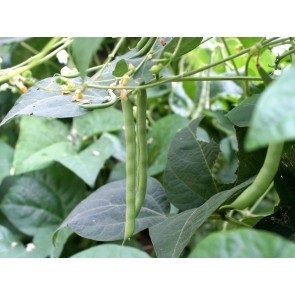 Pole Bean 'Kentucky Wonder'