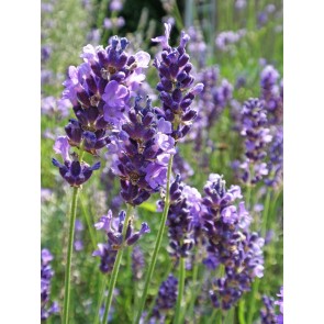 Lavender 'Vera'