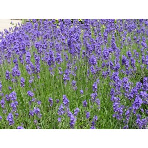 Lavender 'Vera' Seeds (Certified Organic)