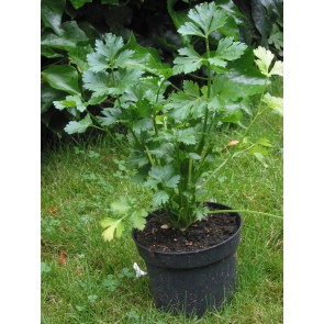 Leaf Celery 'Verde da Taglio' 