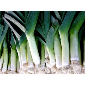 Leek 'Large American Flag'