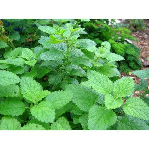 Lemon Balm Seeds (Certified Organic)