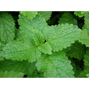 Lemon Balm