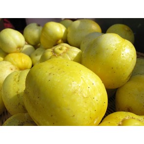 Cucumber 'Lemon' Plants (6PK)