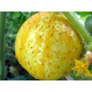 Cucumber 'Lemon' Seeds (Certified Organic)