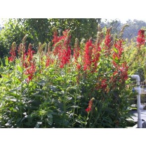 Cardinal Flower Seeds (Certified Organic)
