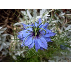 Love-in-a-Mist 'Miss Jekyll Blue' Seeds (Certified Organic)