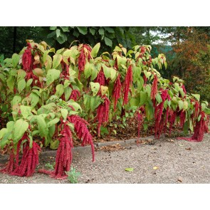 Amaranth 'Love Lies Bleeding'