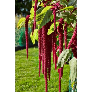 Amaranth 'Love Lies Bleeding' Seeds (Certified Organic)