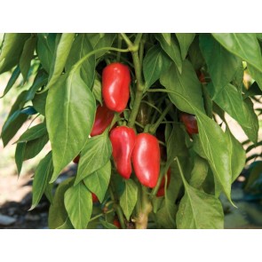 Sweet Pepper 'Lunchbox Red’ Seeds (Certified Organic)