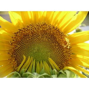 Sunflower 'Mammoth Grey Stripe'