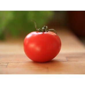 Tomato 'Marglobe'