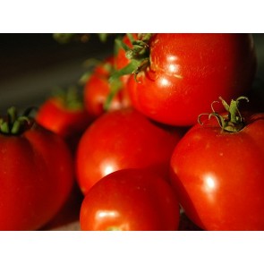 Tomato 'Marglobe Supreme'