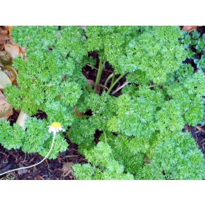 Parsley 'Moss Curled'