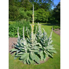 Common Mullein Seeds (Certified Organic)