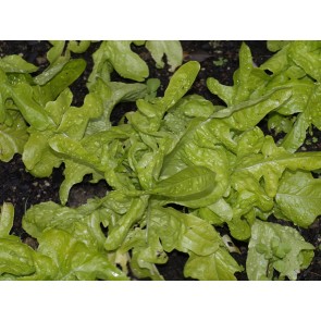 Lettuce 'Oakleaf'