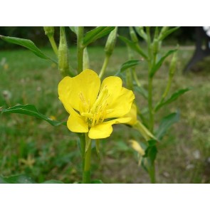 Common Evening Primrose Seeds (Certified Organic)