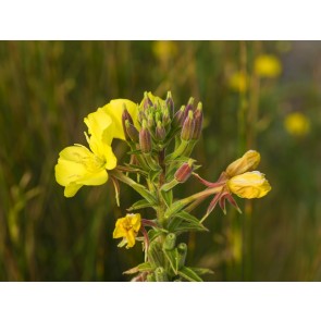 Common Evening Primrose Seeds (Certified Organic)