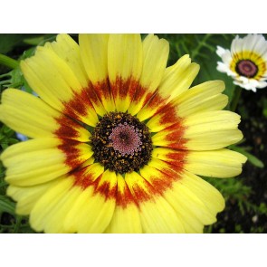 Tricolor Daisy Mixed Color Seeds (Certified Organic)