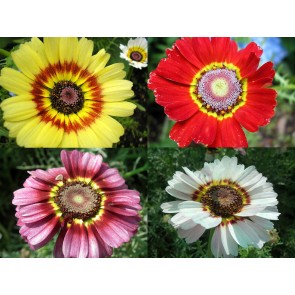 Tricolor Daisy Mixed Color
