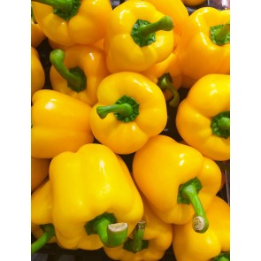 Sweet Pepper ‘Mini Yellow Bell’ Seeds (Certified Organic)