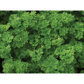 Herb Parsley 'Green Pearl' Plants (4 Pack)
